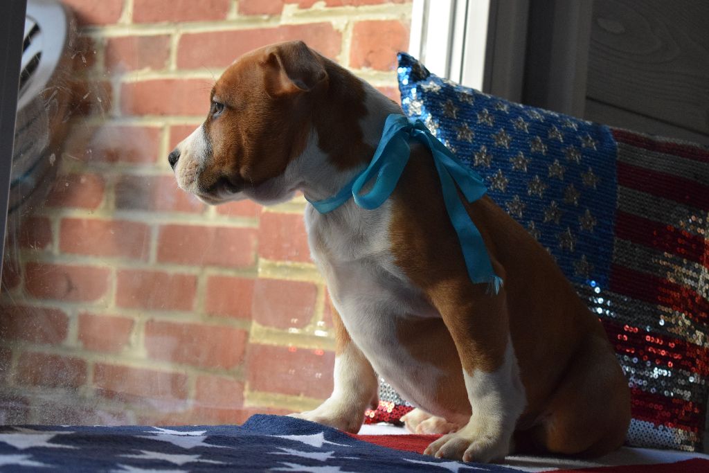 Of Passion Amstaff - American Staffordshire Terrier - Portée née le 18/10/2017