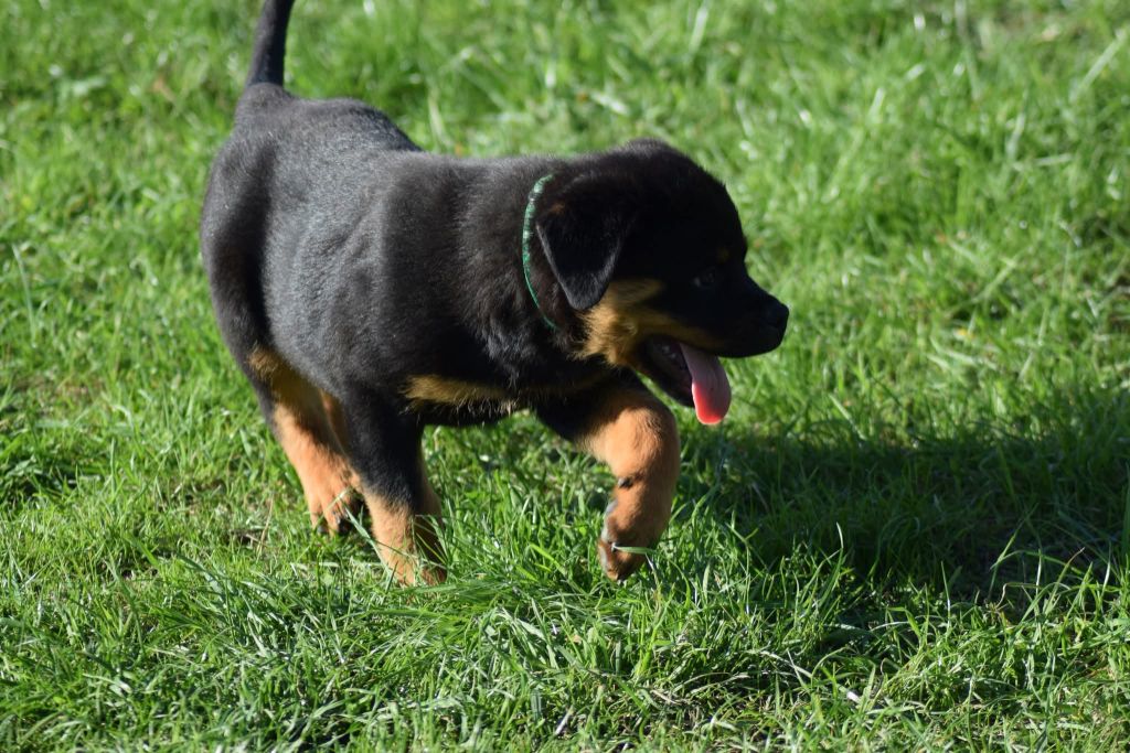 Of Passion Amstaff  - Chiots disponibles - Rottweiler