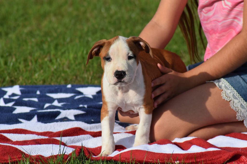 Of Passion Amstaff  - Chiots disponibles - American Staffordshire Terrier
