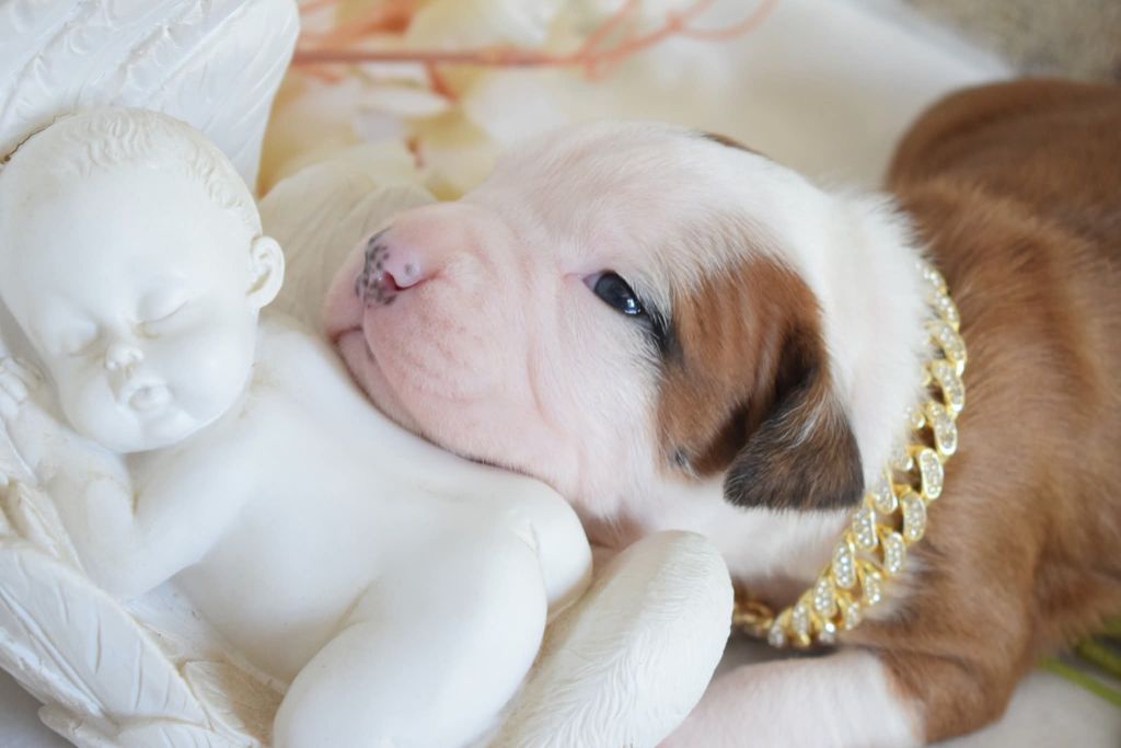 Of Passion Amstaff  - Chiots disponibles - American Staffordshire Terrier