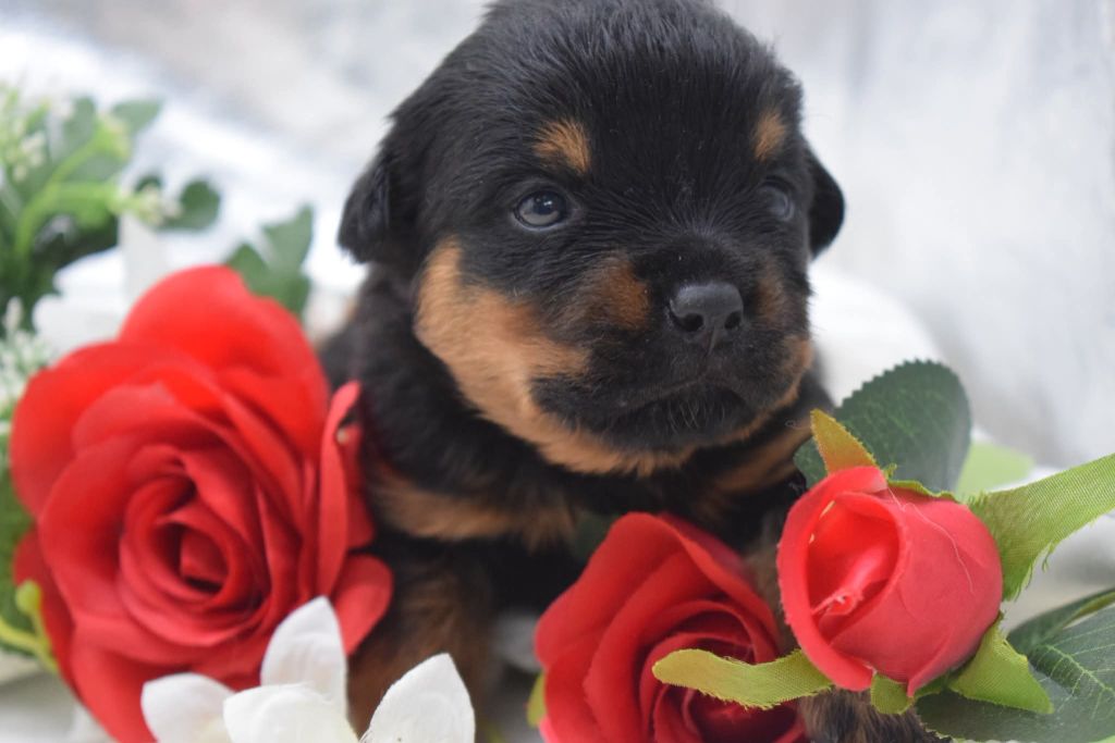 Of Passion Amstaff  - Chiots disponibles - Rottweiler