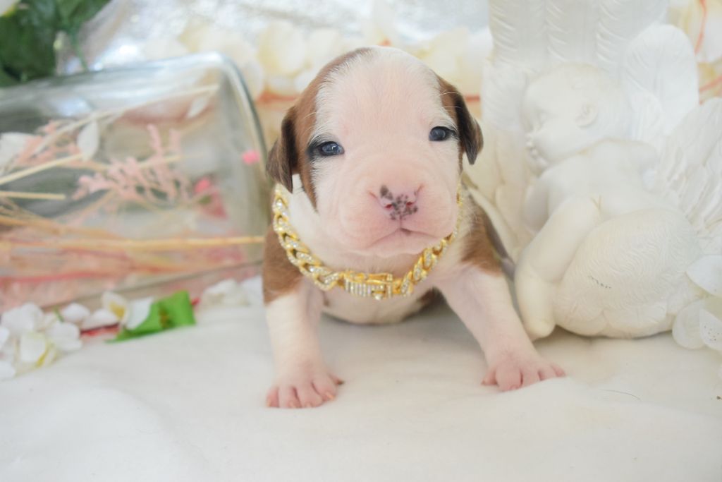 Of Passion Amstaff  - Chiots disponibles - American Staffordshire Terrier